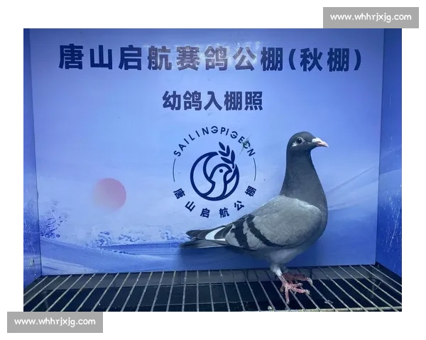 2017春季公棚比赛精彩回顾与参赛鸽表现分析